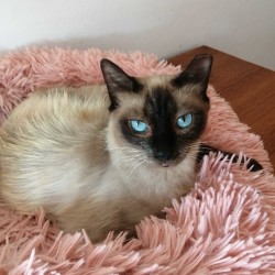 TELMA