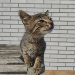 QUESITO