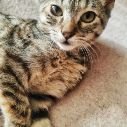 ATENEA