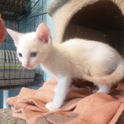 POMPONINA
