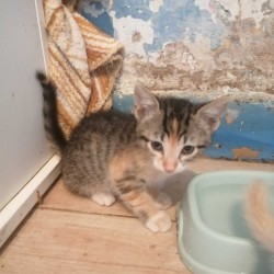 PIZCA