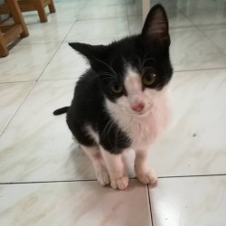Felipe