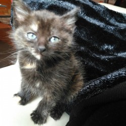 Blacky