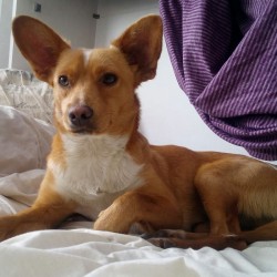 Bobi