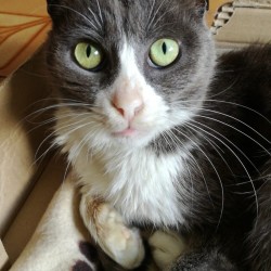 Misha