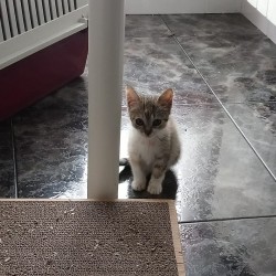Amalia