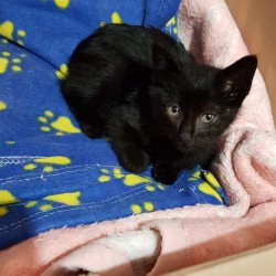 Kiko