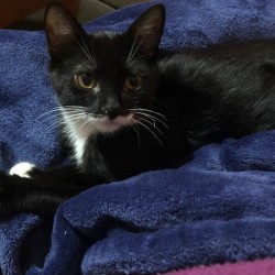 Tom
