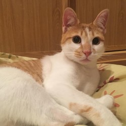 Merlín