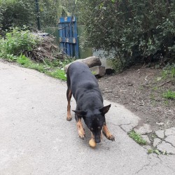 Rocky