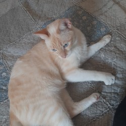 Albert
