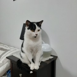 Nico