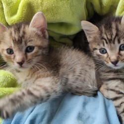 Pili y Mili