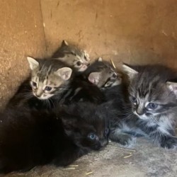 Gatitos y más gatitos
