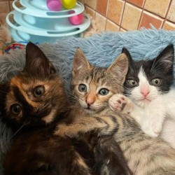 SURI, LILLI Y OREO