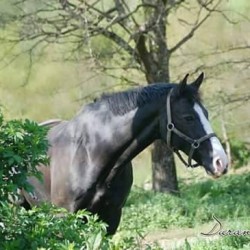 Duran de Luxe