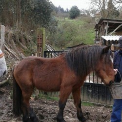 Josín