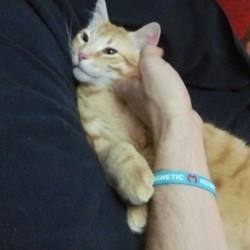Kobu