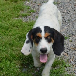 Bosco