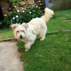 Milou