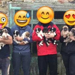 11 Cachorros