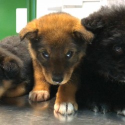 3 cachorros: Athos, Porthos y Aramis