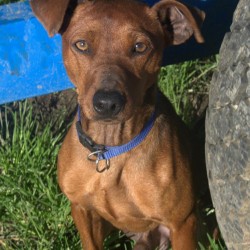 Max