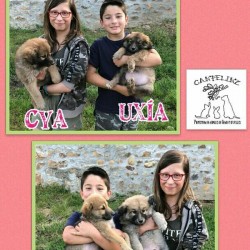 4 Cachorros