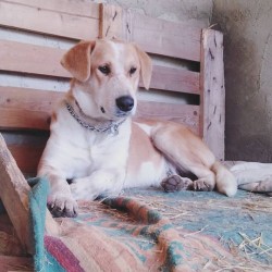 Sofía