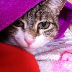 Alice