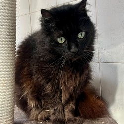 Mica