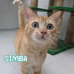 Simba
