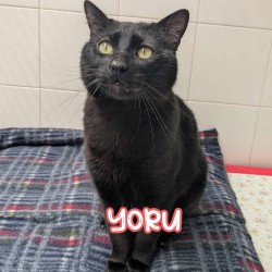 Yoru