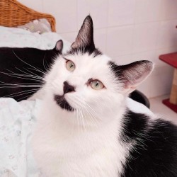 Oreo