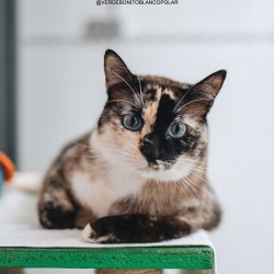 Lili