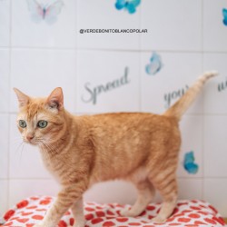 Simba