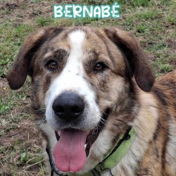 Bernabé