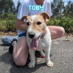 Toby