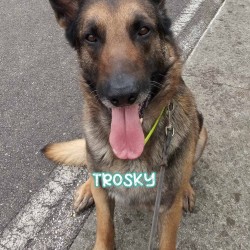 Trosky