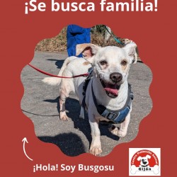 Busgosu