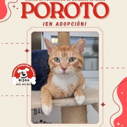 Poroto