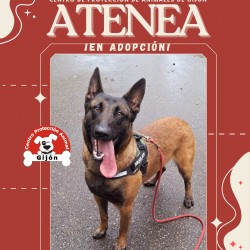 Atenea