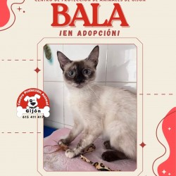 Bala