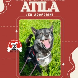 ATILA