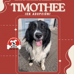 TIMOTHEE