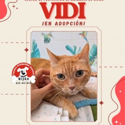 VIDI
