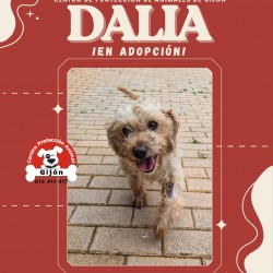 DALIA