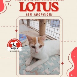 LOTUS