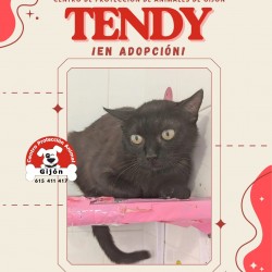TENDY