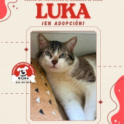 LUKA